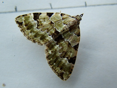 Green Carpet